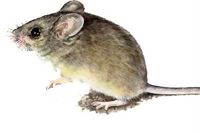 Delhi: Officer's feet bitten by rats in hospital