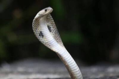 Nag Panchami 2024: Astrologer Shares Rituals To Get Your Wishes Fulfilled