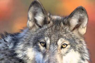 ‘We Were Lucky’: Howling Pack Of 9 Wolves Surrounds Couple's Cabin On Vacation