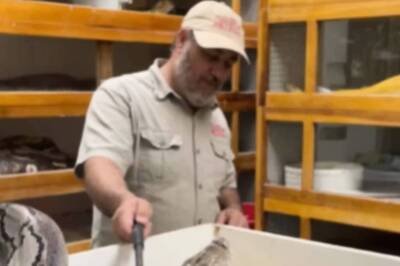 Watch: Caretaker's Quick Reflex Helps Him Escape Massive Snake's Sudden Attack