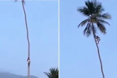 Watch: Man Climbs Coconut Tree With Utmost Ease Leaving Netizens Shocked