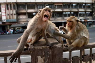 Woman in Himachal Pradesh Falls to Death after Being Attacked by Monkeys