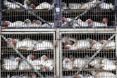 Poultry Industry Suffers Major Loss Due to Coronavirus Lockdown