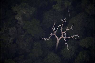 In Bolsonaro's Brazil, Amazon Deforestation Records 108% Increase in January