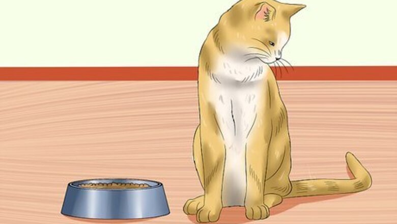 How to Tell if a Cat Is in Pain