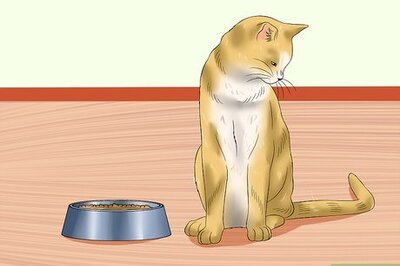 How to Tell if a Cat Is in Pain