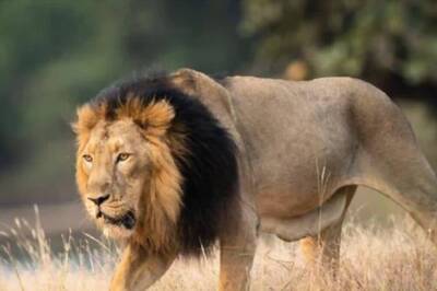 5 Year-Old US Boy, Mauled By Mountain Lion, Now Stable