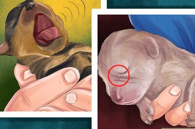 How to Spot Health Problems in Newborn Puppies