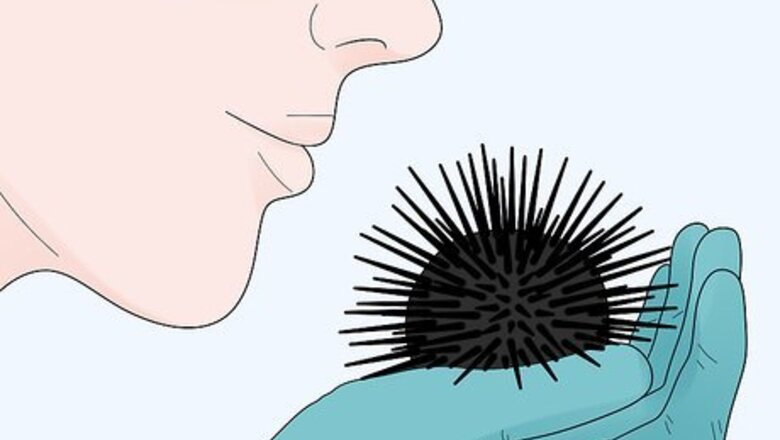 How to Eat Sea Urchins
