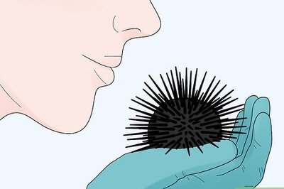 How to Eat Sea Urchins
