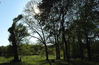 VIRUS DIARY: In Age Of Pandemic, She Finds Solace In Trees