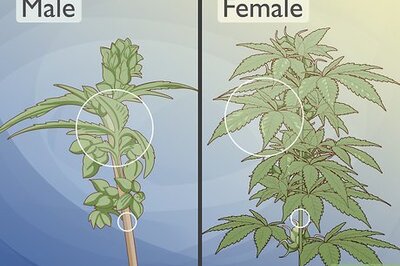 How to Identify Female and Male Marijuana Plants