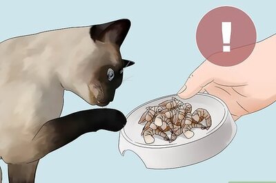 How to Feed Cats Table Scraps