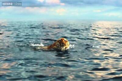 Tiger's near-drowning incident in 'Life of Pi' was an accident: Ang Lee
