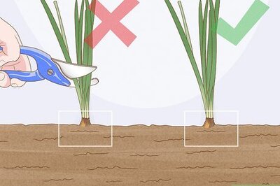 How to Transplant Bulbs
