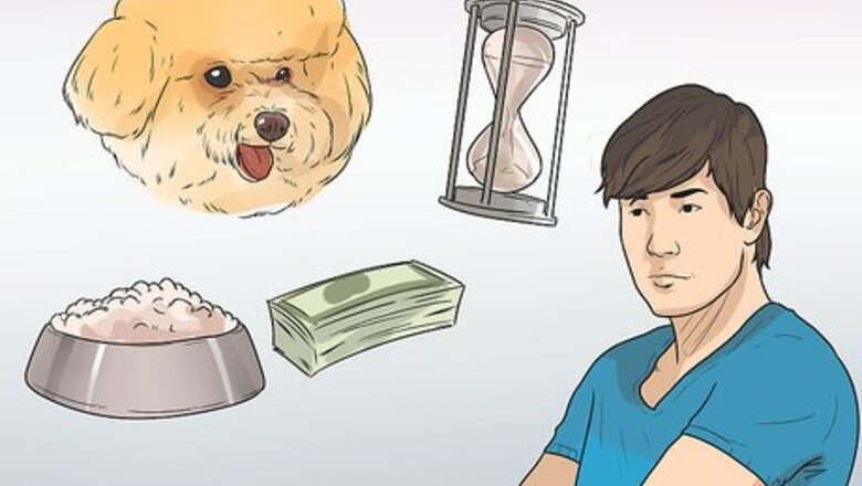 How to Know if a Bichon Frise Is the Right Dog Breed for You