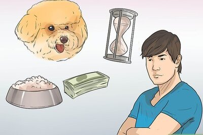 How to Know if a Bichon Frise Is the Right Dog Breed for You