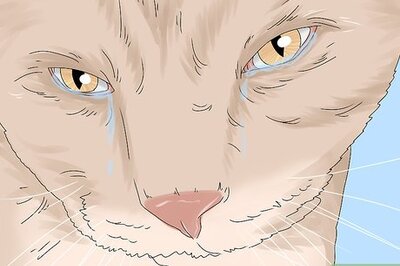 How to Treat Watery Eyes in Cats