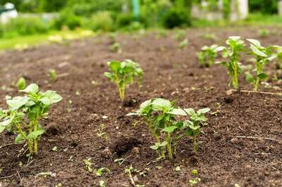Here’s How Industrial Agriculture Harms The Environment