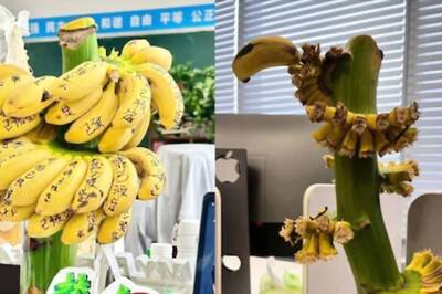 Why Some Chinese Employees Grow Bananas On Work Desk