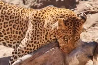 This Thrilling Wildlife Encounter Between Leopard And Warthog Is Not For Faint-Hearted