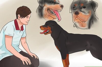 How to Check if Your Dog Is Healthy and Happy