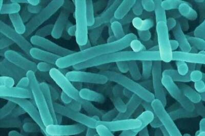 Life-saving bacteria found in turkeys