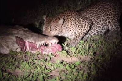 Carcass of Leopard with Bullet Injuries Found in Jammu & Kashmir's Doda District