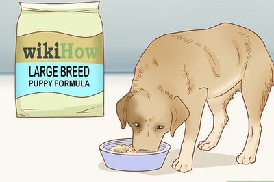 How to Care for Dogs