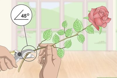 How to Arrange Long Stem Roses