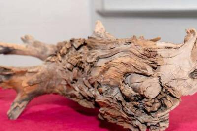 This 3,775-Year-Old Preserved Log Could Be An Answer To Climate Change Woes