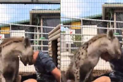 Watch: Hyena Finds Best Friend In A Man, Cuddles With Him In A Huge Cage