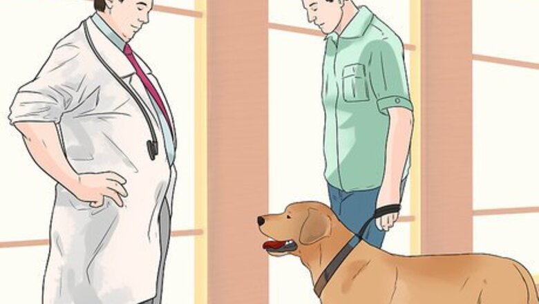How to Treat Gastric Torsion and Bloat in Labrador Retrievers