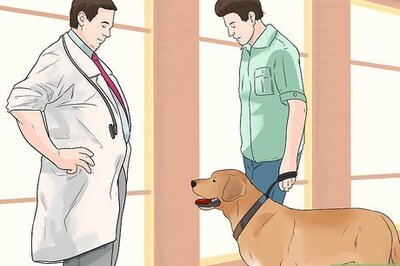 How to Treat Gastric Torsion and Bloat in Labrador Retrievers
