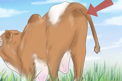 How to Diagnose and Treat Scours in Calves