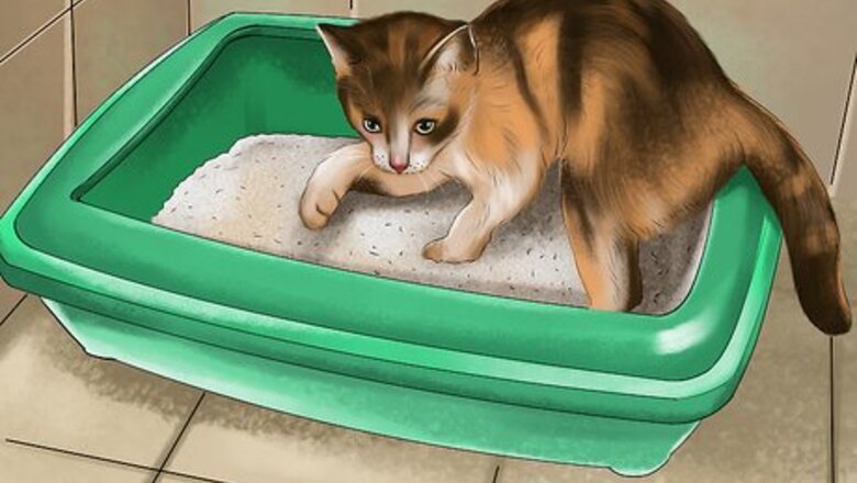 How to Know if a Kitten Is Stressed