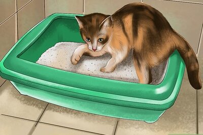 How to Know if a Kitten Is Stressed