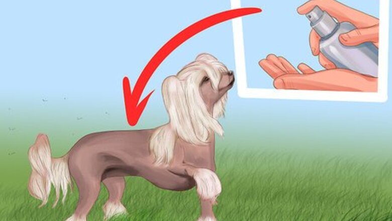 How to Care for Chinese Crested Dogs