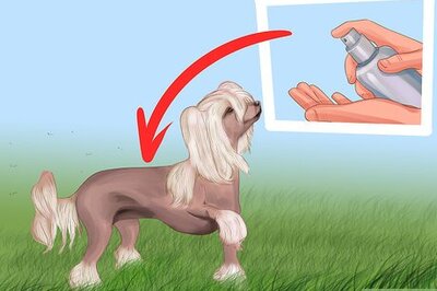 How to Care for Chinese Crested Dogs