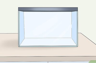 How to Make a Comfortable Gerbil Home