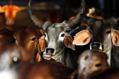India Has Science On Its Side, But Picks Culture to Fight US Over Blood Meal Feed for Cattle