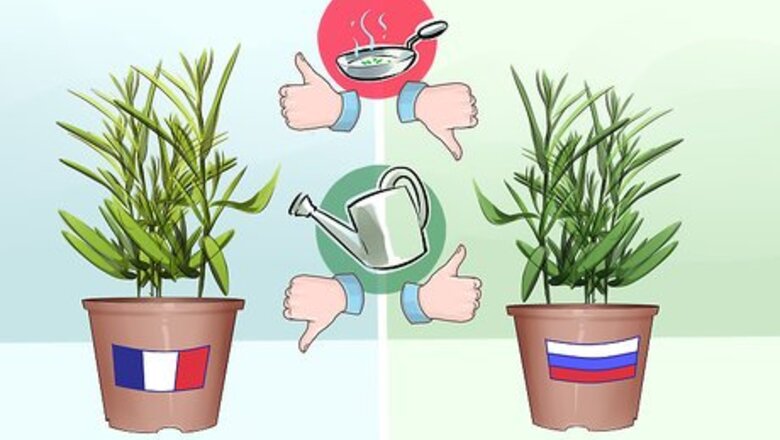 How to Grow Tarragon