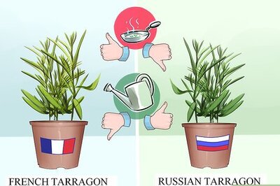 How to Grow Tarragon