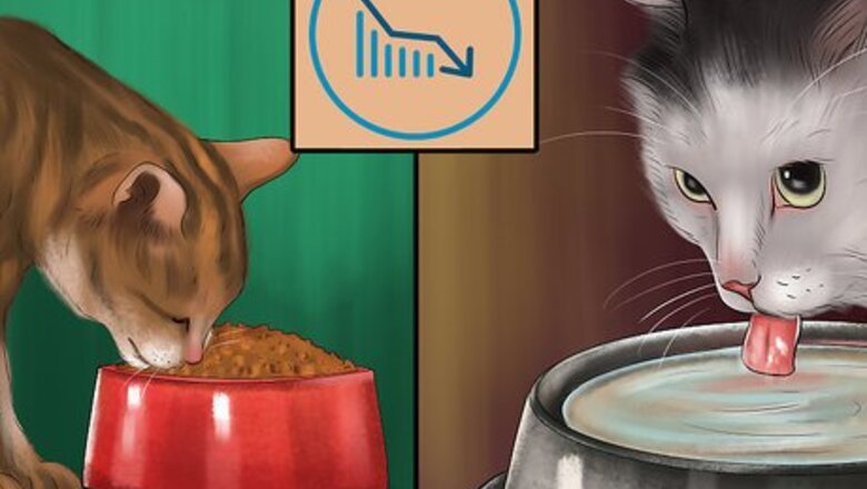 How to Help a Cat Recover from Hip Dislocation Surgery