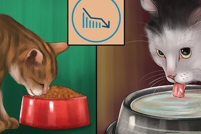 How to Help a Cat Recover from Hip Dislocation Surgery