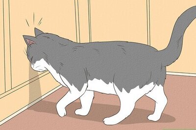 How to Tell if Your Cat Is Blind