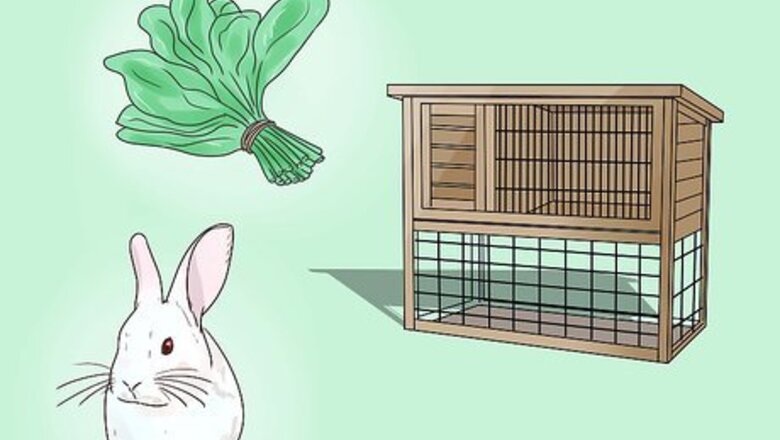 How to Teach Your Rabbit to Come when Called