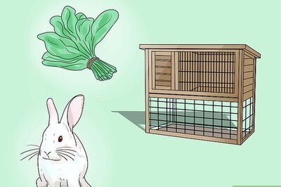 How to Teach Your Rabbit to Come when Called