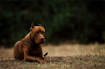 Lucknow Woman Mauled to Death by Pet Pitbull Dog