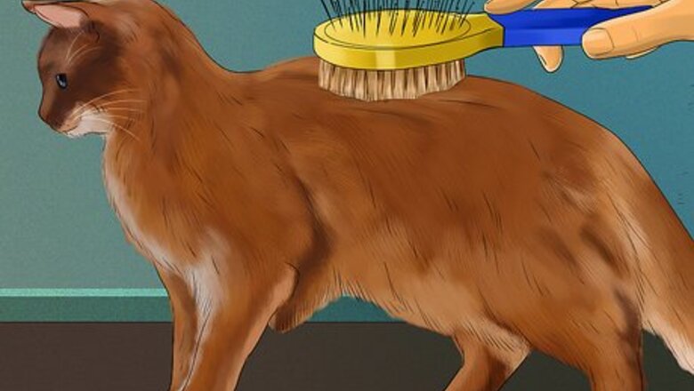 How to Take Care of a Somali Cat